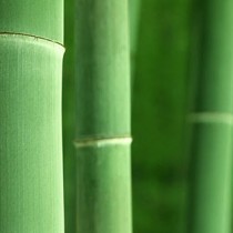 bambooslide